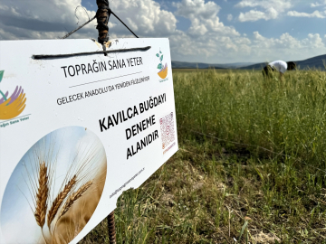 Tescilli kavılca buğdayının deneme ekiminden yüksek verim alındı
