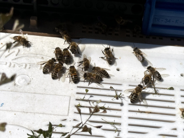 Tescilli "Ardahan çiçek balı"nda süzüm mesaisi başladı