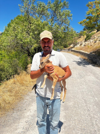 Çemişgezek&#039;te tele sıkışan dağ keçisi yavrusu kurtarıldı