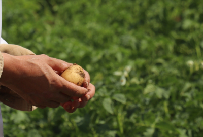 Erzurum&#039;da 20 yıllık çalışmayla "Ata 25" ve "Kaan" patates çeşitleri geliştirildi