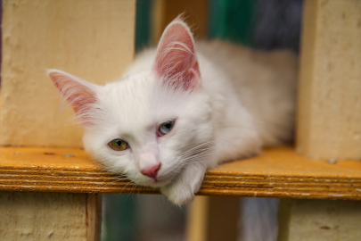 Van kedisi sahiplendirmede bu yılki hedef 100'ün üzerine çıkmak