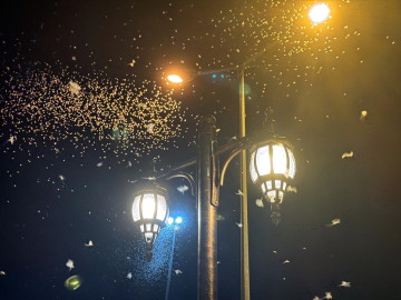 Ardahan&#039;da "bir günlükler"in ölüm uçuşu geçen yıla göre bir hafta erken başladı