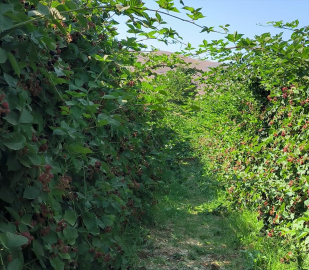 Doğanşehir&#039;de böğürtlen üreticisi siparişlere yetişmek için mesai yapıyor