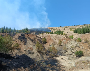 Elazığ&#039;da çıkan orman yangını kontrol altına alındı