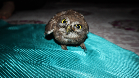 Iğdır&#039;da bitkin bulunan kukumav kuşu koruma altına alındı