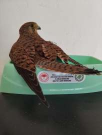 Malatya&#039;da yaralı bulunan şahin tedaviye alındı