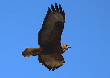 Bingöl semalarında kızıl şahin görüntülendi