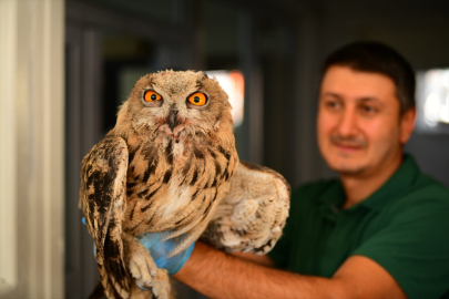 Hakkari'de yaralı bulunan puhu tedavi edildi