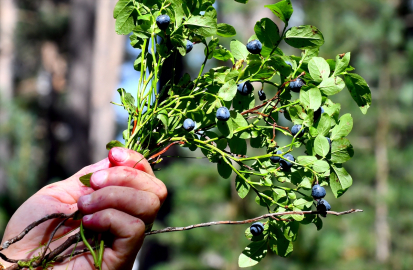 Kars&#039;ta yağışların ardından yaban mersini bereketi yaşanıyor