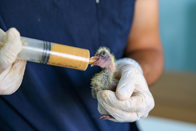Van&#039;da yıkılan metruk yapıdaki 20 güvercin yavrusu koruma altına alındı