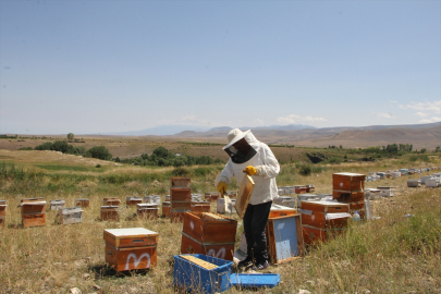 Aras Dağları&#039;nda verimli bal hasadı başladı