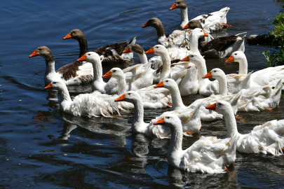 Kars'ta kazlar yaz sıcaklarında serin suyla buluşturuluyor
