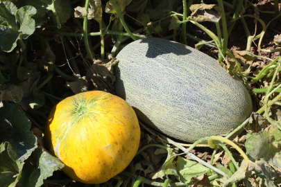 Darende&#039;de deneme ekimi yapılan Özbekistan kavununda verim alındı