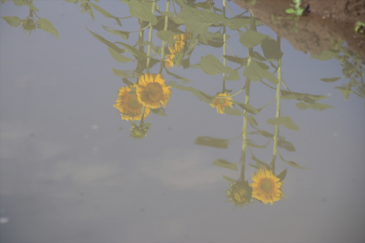 Ağrı&#039;da hasada hazırlanan ayçiçeği tarlaları sarıya büründü