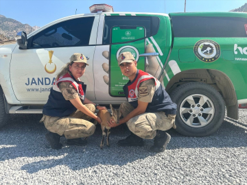 Hakkari&#039;de jandarmanın yaralı halde bulduğu dağ keçisi yavrusu tedaviye alındı