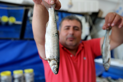 Van Gölü&#039;nde yaşayan inci kefalinin konservesi yapıldı