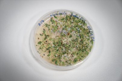 TÜBİTAK desteğiyle kimyasal içermeyen kuraklığa dirençli solüsyon ürettiler