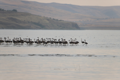 Van Gölü Havzası yazlıkçı flamingoları ağırlıyor