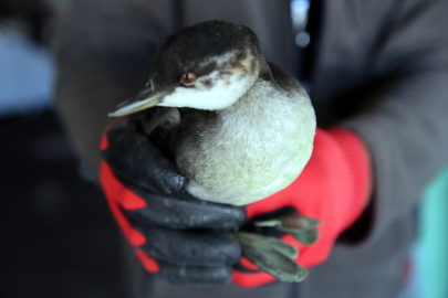 Ardahan'da bitkin bulunan batağan yavrusu tedaviye alındı