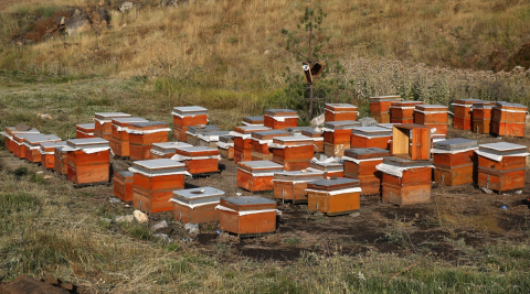Bitlis Eren Üniversitesi kampüsünde bal hasadı yapıldı