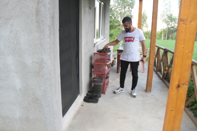 Kapı önünden kaybolan ayakkabıların "faili" tilki çıktı