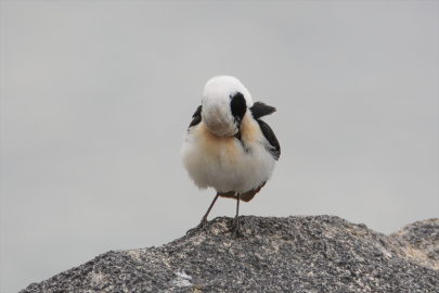 Iğdır&#039;da ak sırtlı kuyrukkakan, kameraya yansıdı