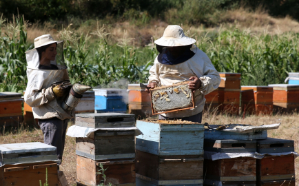 Bitlis&#039;te bal hasadı yüksek verimle başladı
