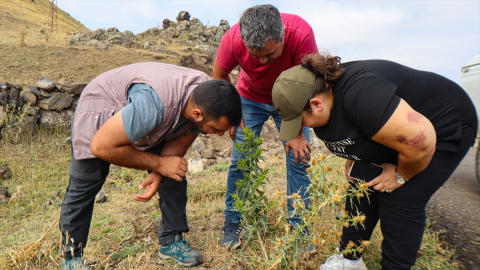 Ağrı Dağı&#039;nın bitki örtüsü araştırılıyor