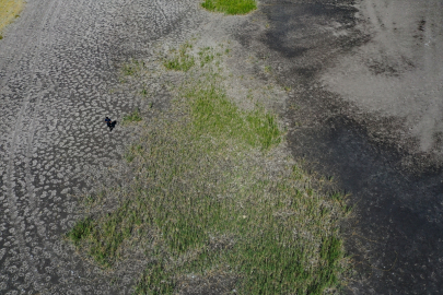 Ağrı Dağı&#039;nın eteklerindeki bazı sulak alanlarda kuraklık yaşanıyor