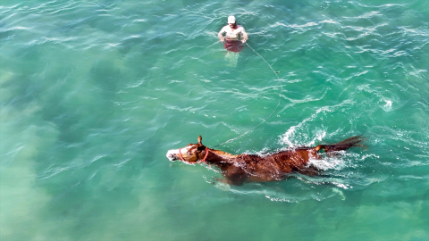 Şampiyon atlar Van Gölü&#039;nün tuzlu ve sodalı suyunda "form" tutuyor