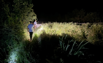 Çukurcalı çiftçiler tarlalarındaki mahsulü korumak için 4 aydır domuz nöbetinde