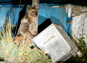 Kars&#039;ta mahalleye inen bozayı ve yavruları yiyecek ararken görüntülendi