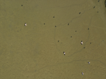 Karasu Sulak Alanı&#039;nda gözlemlenen kuş türü sayısı kuraklık nedeniyle yarıya düştü