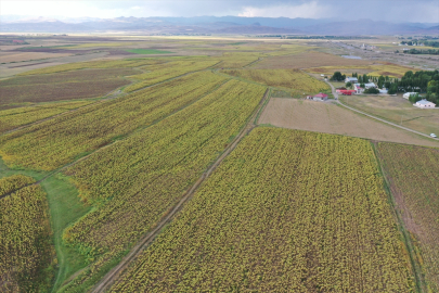 Ağrı'nın ayçiçeği tarlalarında hasat zamanı
