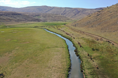 Göçerlerin ayrılmaya başladığı Sinek Yaylası&#039;ndaki hayvanlar çobanlara emanet