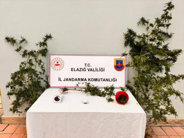 Elazığ&#039;da bahçesine Hint keneviri eken şüpheli yakalandı