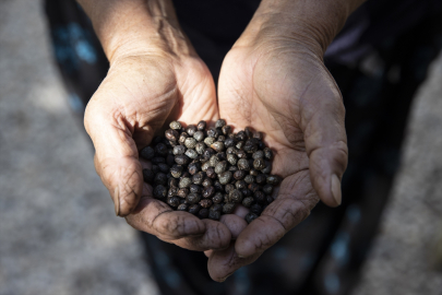 Kahve gibi içilen "çedene" tozu 400 liraya kadar alıcı buluyor