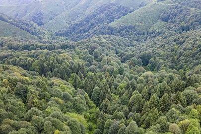 Sakarya’da ormanlara giriş ve yanıcı madde satışı yasaklandı