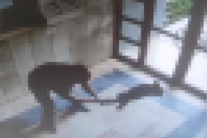 Başakşehir’de kediyi işkenceyle öldüren cani tutuklandı