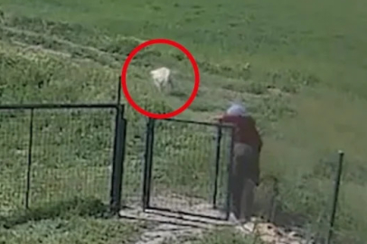 Aksaray'da köpeğe tecavüz skandalı