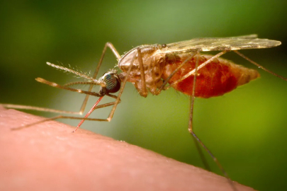 Çin’de yeni virüs alarmı: Sivrisineklerle bulaşan salgın yayılıyor