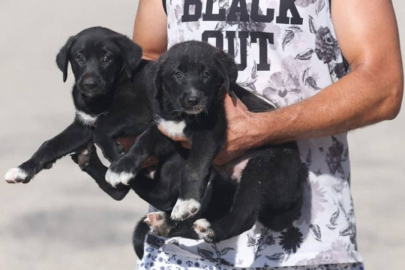 Yangında yaralanan hayvanları böyle kurtarın!