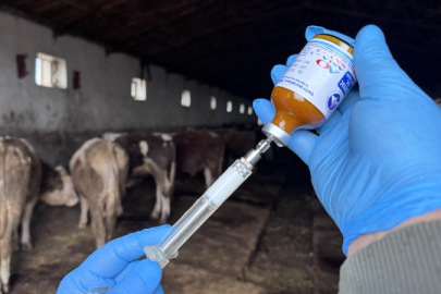 Hakkari’de besicilerin mağduriyeti büyüyor: Tek geçim kaynağımız için acil destek şart