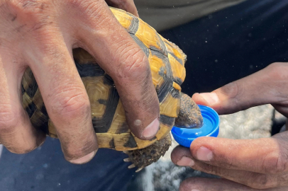 Kocaeli'de alevlerin ortasında bir damla hayat... İtfaiye'den kaplumbağaya uzatılan su yürekleri ısıttı