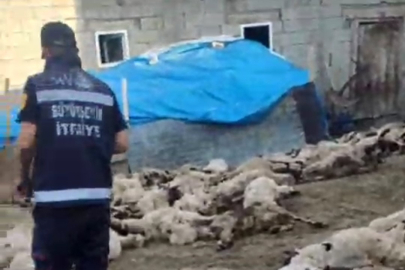 Van’da kurt dehşeti: 111 koyun telef oldu, köylüler destek bekliyor