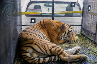 Hayvanat bahçesinde korku dolu anlar: Kaplan veterinere saldırdı!