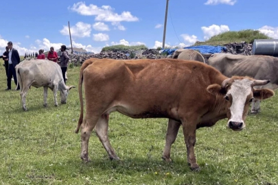 Şap hastalığı nedeniyle kapatılan 6 ildeki hayvan pazarları yeniden açılıyor