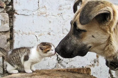 Valilikten tartışmalı karar: Sahipsiz hayvanların beslenmesi yasaklandı