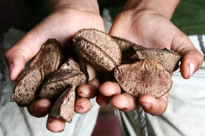 Ne ceviz, ne fındık, ne de badem... Asıl şifa bu kuruyemişte!
