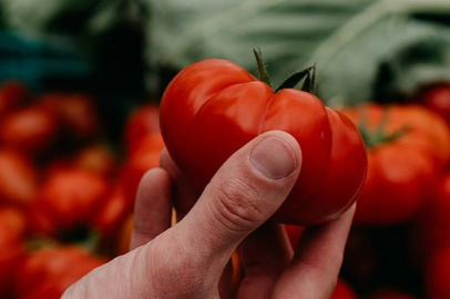 Zehirli domates  alarmı! Avrupa'da 300 kişi hastaneye kaldırıldı